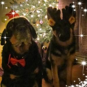 Meet your Posher, Sher